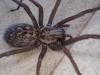 Eratigena sp.